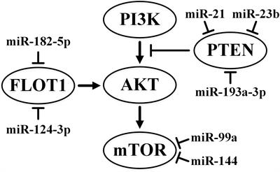 Molecular Mechanisms in Clear Cell Renal Cell Carcinoma: Role of miRNAs and Hypermethylated miRNA Genes in Crucial Oncogenic Pathways and Processes